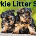 Yorkie Litter Size