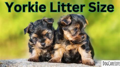 Yorkie Litter Size