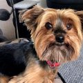 Yorkie Losing Hair