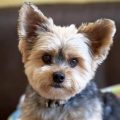 Yorkie Losing Hair On Ears