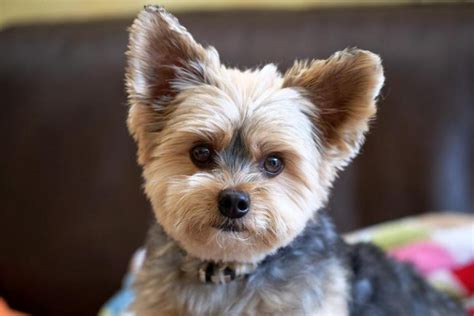 Yorkie Losing Hair On Ears