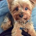 Yorkie Male Dogs