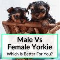 Yorkie Male Vs Female