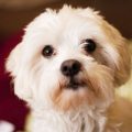 Yorkie Maltese Bichon Mix