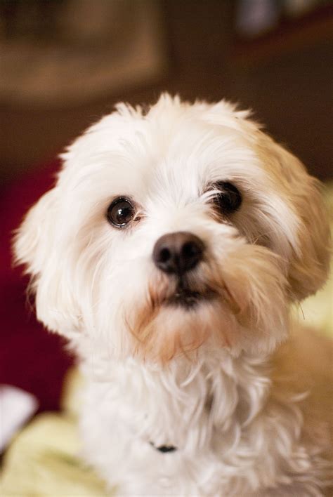 Yorkie Maltese Bichon Mix