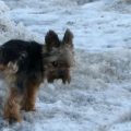 Yorkie Marking Territory Solutions