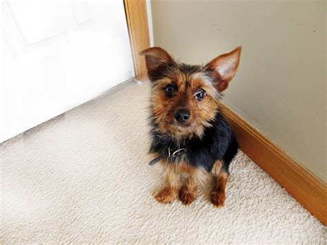 Yorkie Min Pin Mix Pictures