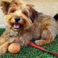 Yorkie Mix Breed