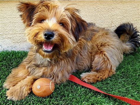 Yorkie Mix Breed