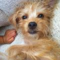 Yorkie Mix Breeds For Adoption