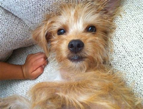 Yorkie Mix Breeds For Adoption