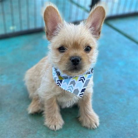 Yorkie Mix French Bulldog