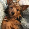 Yorkie Mixed With Australian Shepherd