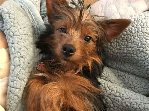 Yorkie Mixed With Australian Shepherd