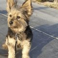 Yorkie Mixed With Corgi