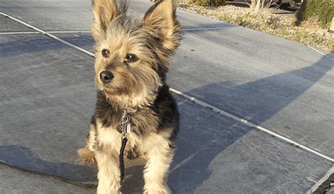 Yorkie Mixed With Corgi