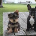 Yorkie Mixed With French Bulldog