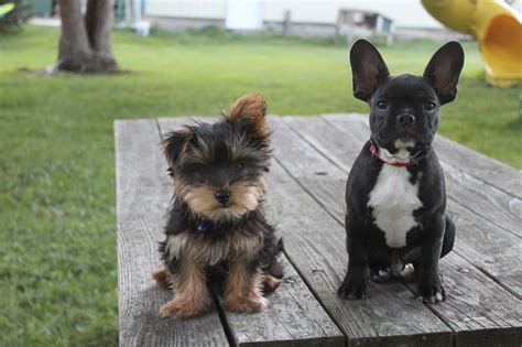 Yorkie Mixed With French Bulldog