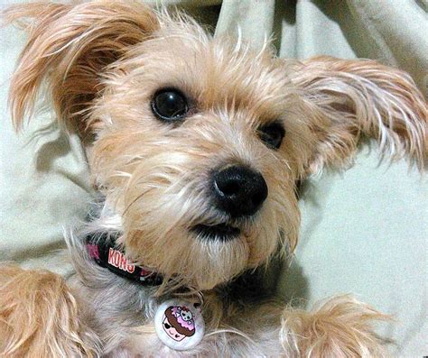 Yorkie Mixed With Miniature Poodle