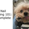 Yorkie Nail Trimming Made Easy