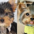 Yorkie Obedience Training: Step by Step