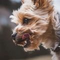 Yorkie Pancreatitis Diet Guide