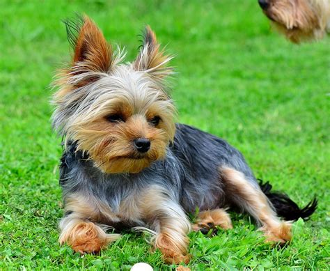 Yorkie Photoshoot