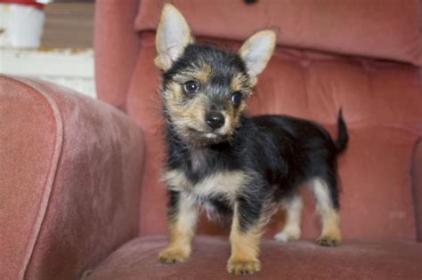 Yorkie Pinscher Mix Puppy