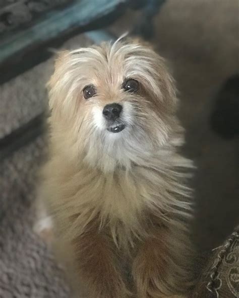 Yorkie Pom Chihuahua Mix