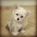 Yorkie Poo And Chihuahua Mix