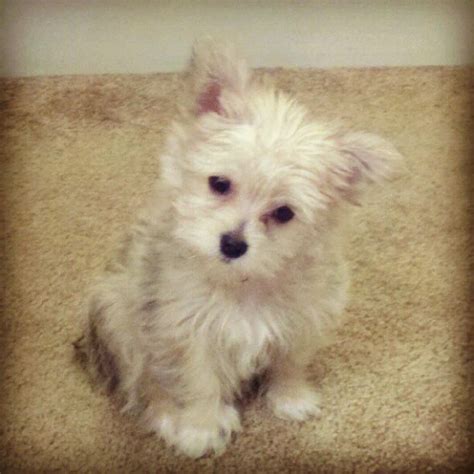 Yorkie Poo And Chihuahua Mix