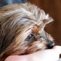 Yorkie Poo Behavior Issues