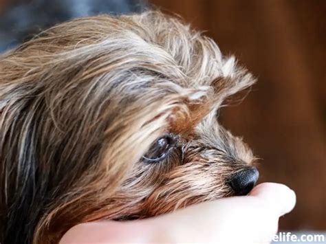 Yorkie Poo Behavior Issues