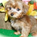 Yorkie Poo Breeders Midwest