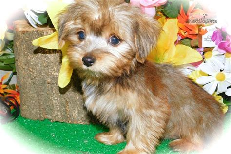 Yorkie Poo Breeders Midwest