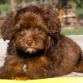 Yorkie Poo Brown And Black