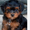 Yorkie Poo Brown And White