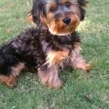 Yorkie Poo Curly Hair