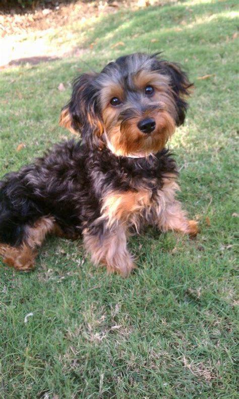 Yorkie Poo Curly Hair