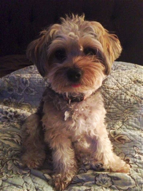 Yorkie Poo Haircut Photos