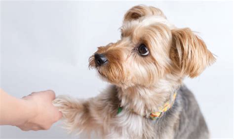 Yorkie Poo House Training