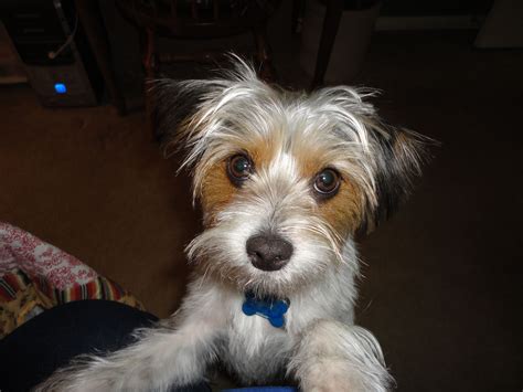 Yorkie Poo Jack Russell Mix