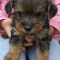 Yorkie Poo Mixed With Poodle