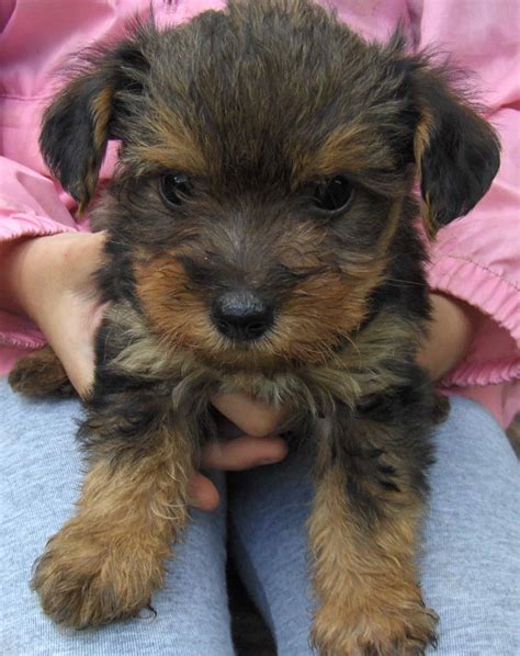 Yorkie Poo Mixed With Poodle