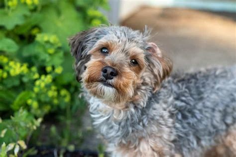 Yorkie Poo Personality And Behavior