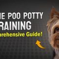 Yorkie Poo Potty Training