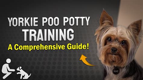 Yorkie Poo Potty Training