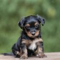 Yorkie Poo Puppies Craigslist