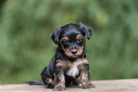 Yorkie Poo Puppies Craigslist