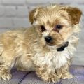 Yorkie Poo Puppies For Adoption